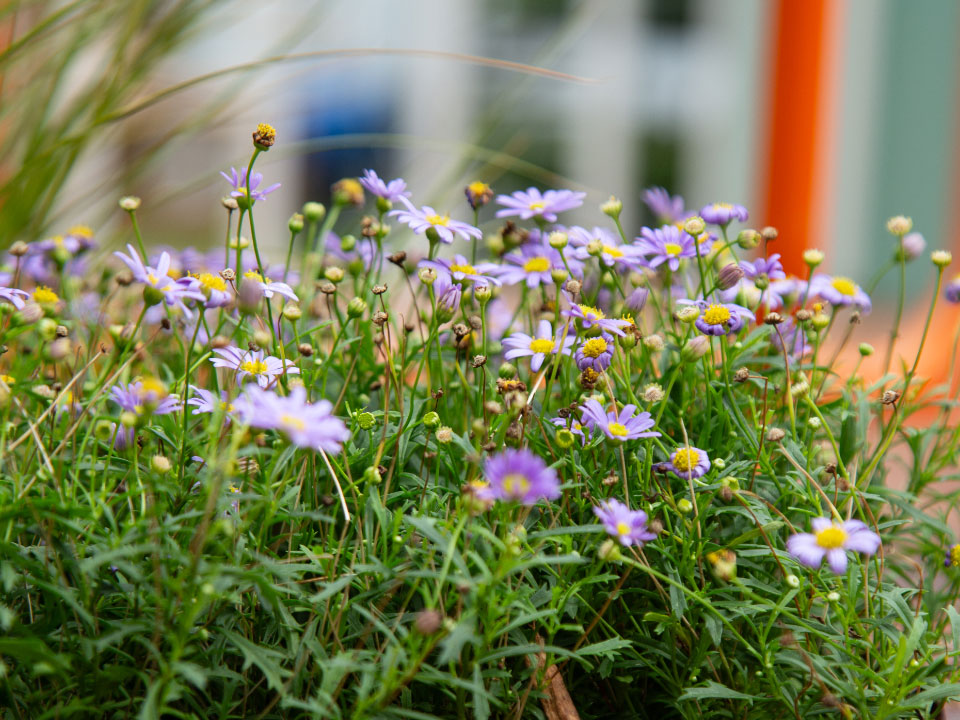 Brachyscome angustifolia planting detail