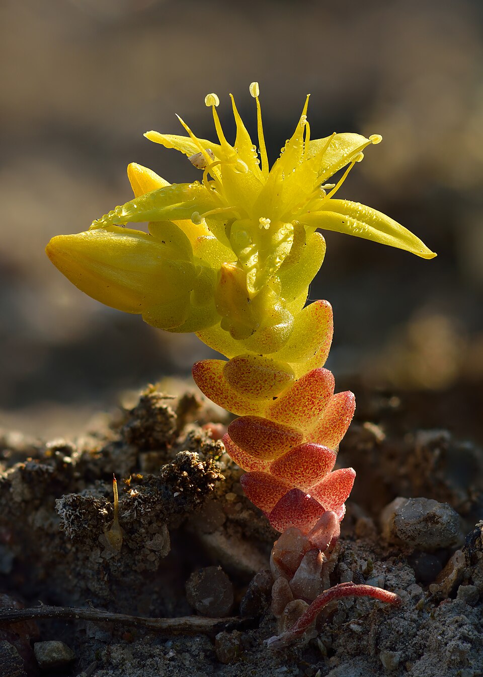 Sedum Abbey Dore planting detail