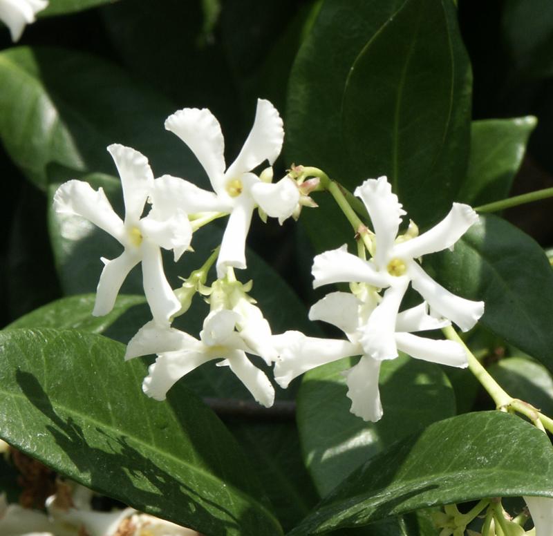 Trachelospermum jasminoides planting detail