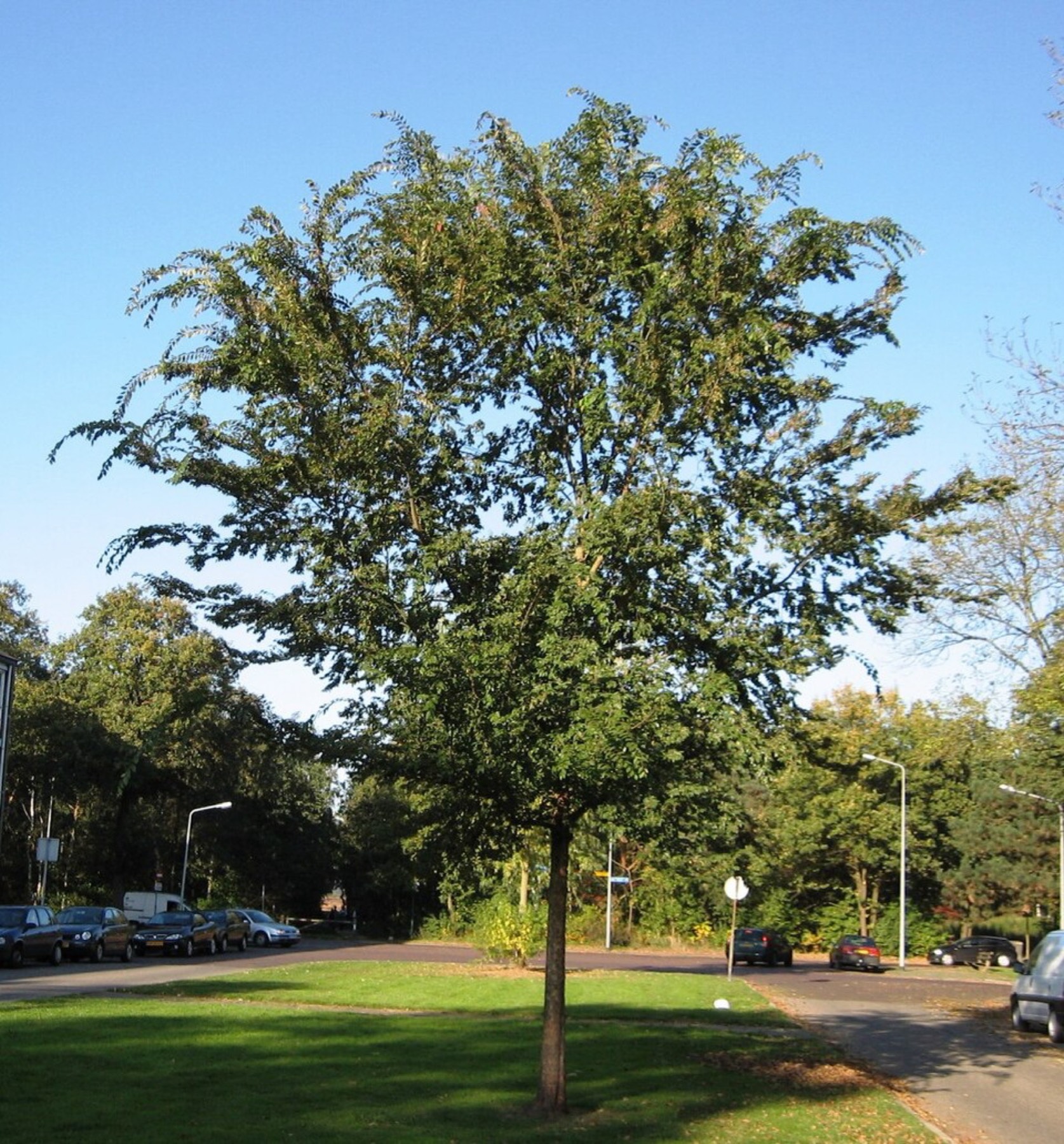 Ulmus parvifolia multistem planting detail